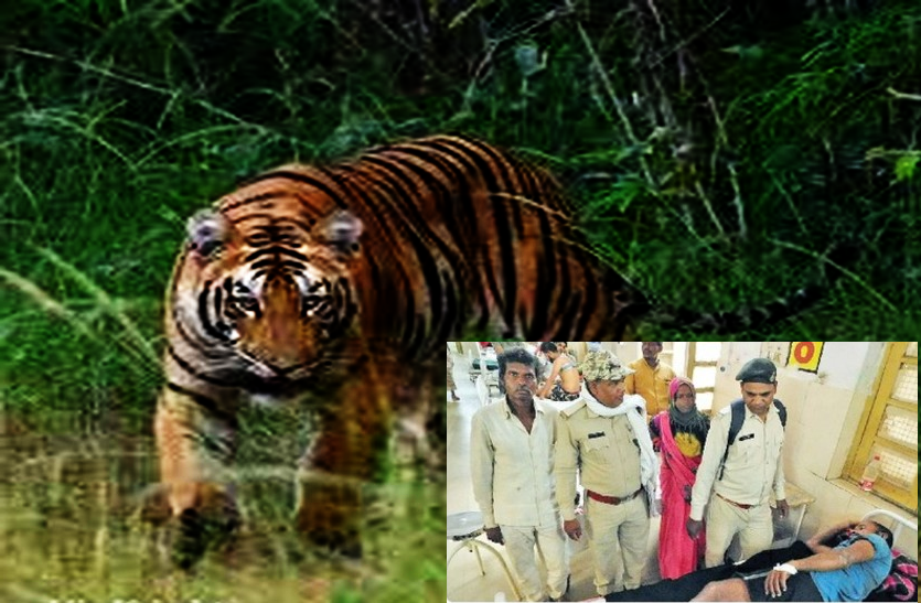 पति की जान बचाने Tiger से भिड़ गई पत्नी, महिला के हाथ में कुल्हाड़ी देख जंगल में भाग गया बाघ