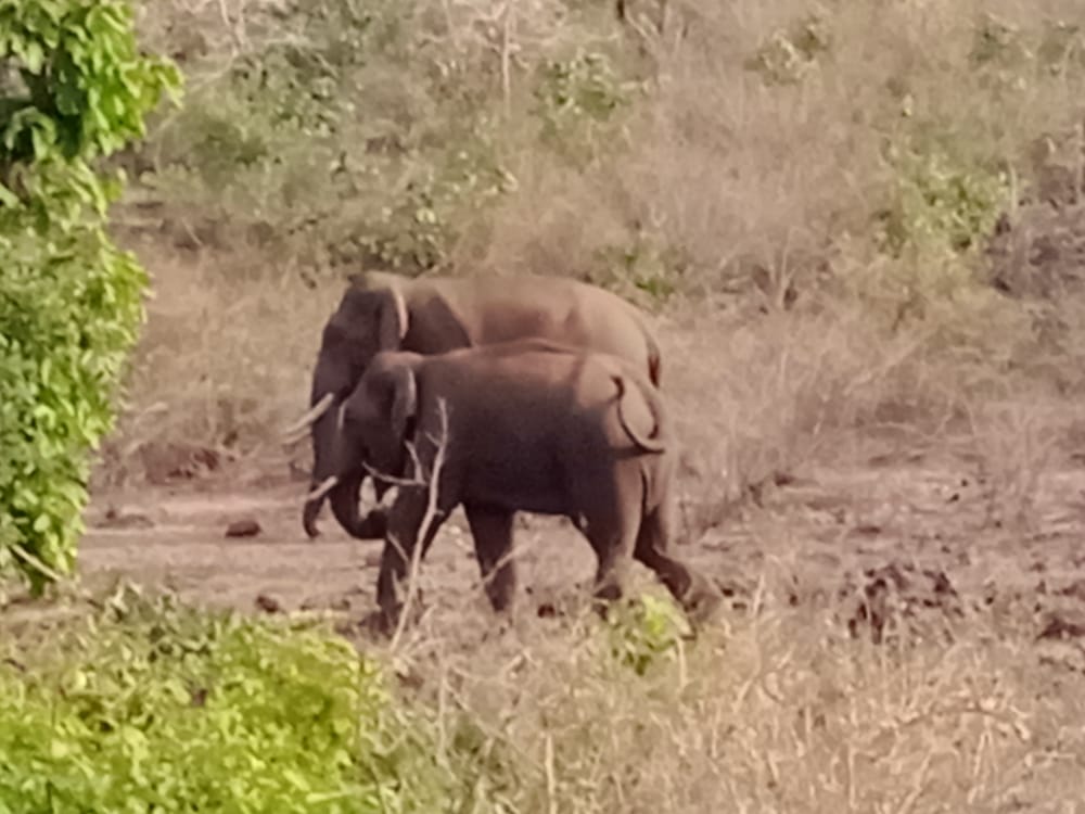 बीच बस्ती में हाथियों का उत्पात, दो वृद्धों पर किया हमला, पहाड़ी में हाथियों ने जमाया डेरा