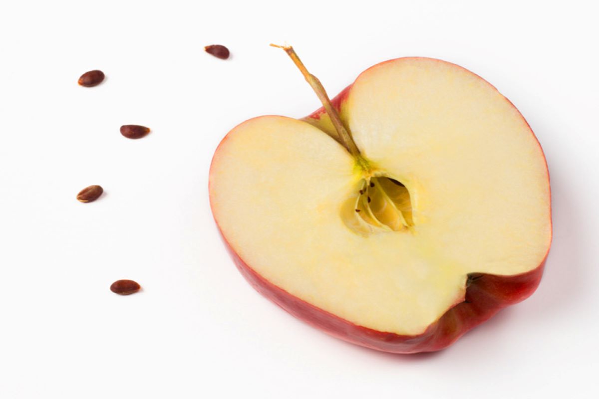 Apple Seeds Side Effects: सेब के बीज खाने से सेहत को हो सकते हैं नुकसान, जानें इसके साइड इफेक्ट्स
