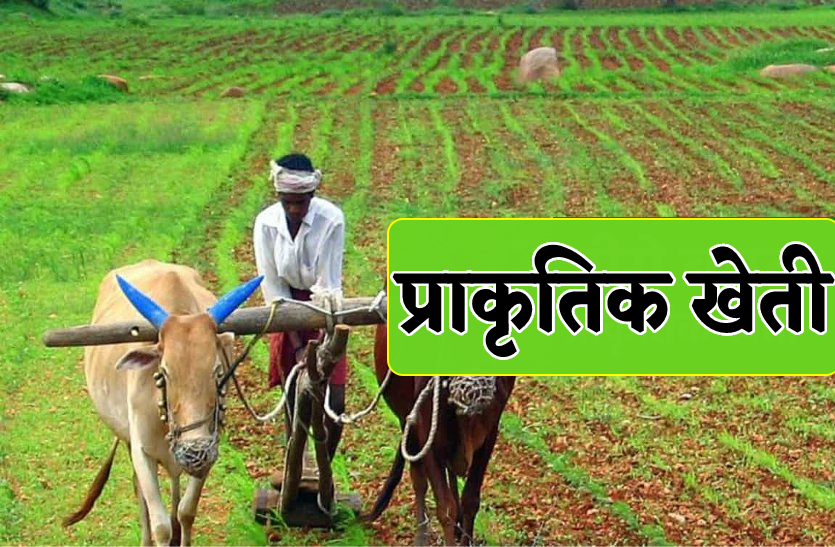 इंदौर जिले में 1567 किसान गाय के गोबर-गौमूत्र व पत्तों से बने कीटनाशक से करेंगे खेती