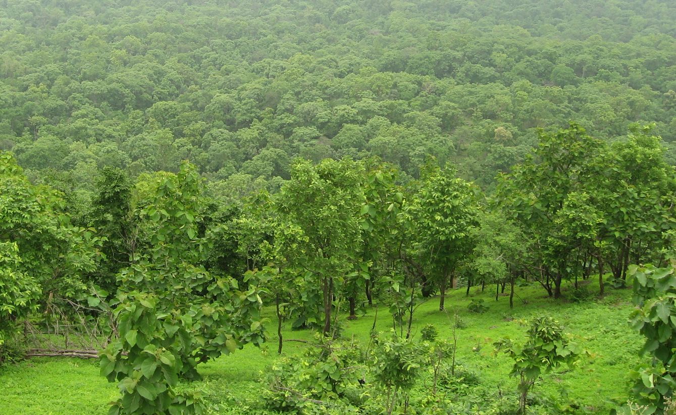 Decreasing greenery in the district जिले में कम होती हरियाली