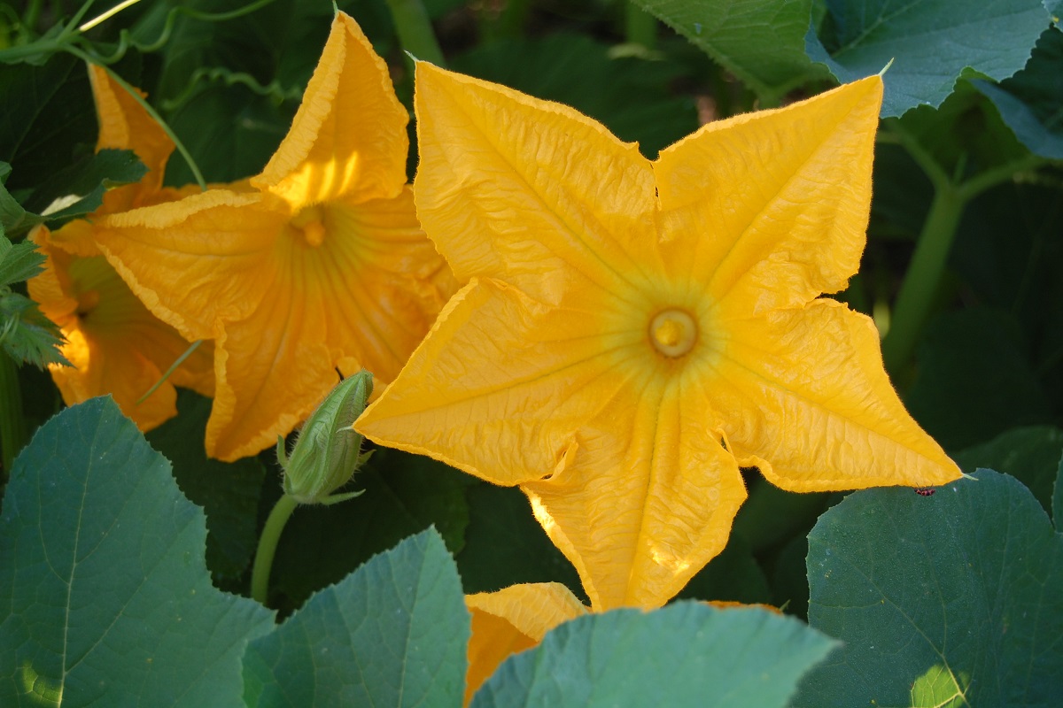 Pumpkin Flower Benefits: सिर्फ कद्दू की सब्जी ही नहीं, इसके फूल के भी हैं कमाल के फायदे, कई बीमारियों के लिए है रामबाण  