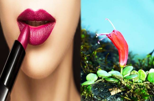 lipstick-plant-rediscovered-in-arunachal-pradesh-after-100-years-og.jpg