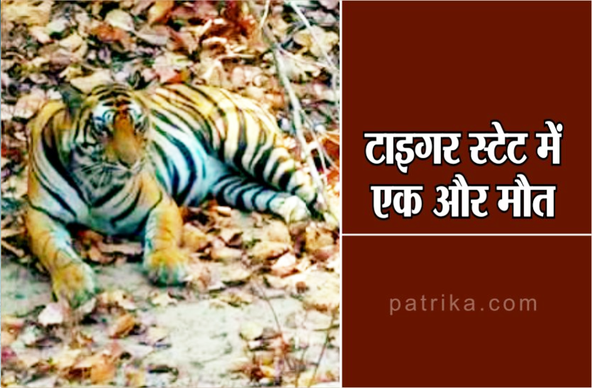 पन्ना रिजर्व के पास फिर मृत मिला बाघ, प्रदेश में बाघों की सुरक्षा पर सवाल!
