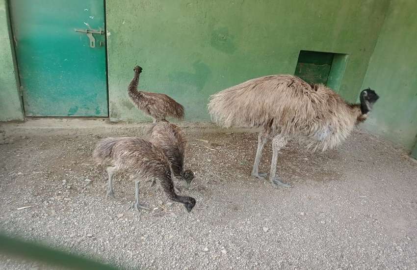 Gujarat Zoo : प्राणी संग्रहालय मेें बढ़ा इमू पक्षी का परिवार
