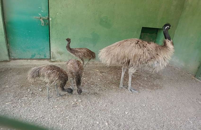Gujarat Zoo : प्राणी संग्रहालय मेें बढ़ा इमू पक्षी का परिवार