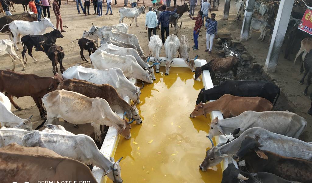 Amras offered to cows
