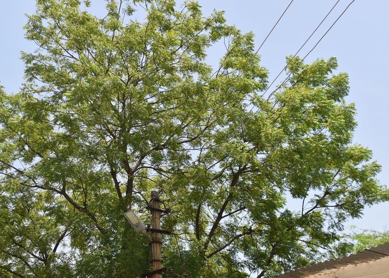 Electricity News: सावधान ! समय रहते नहीं चेते तो गुल हो जाएगी बिजली