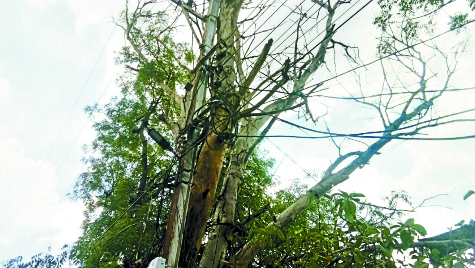बिजली लाइन पर झूलता पेड़ हादसे को दे रहा न्योता