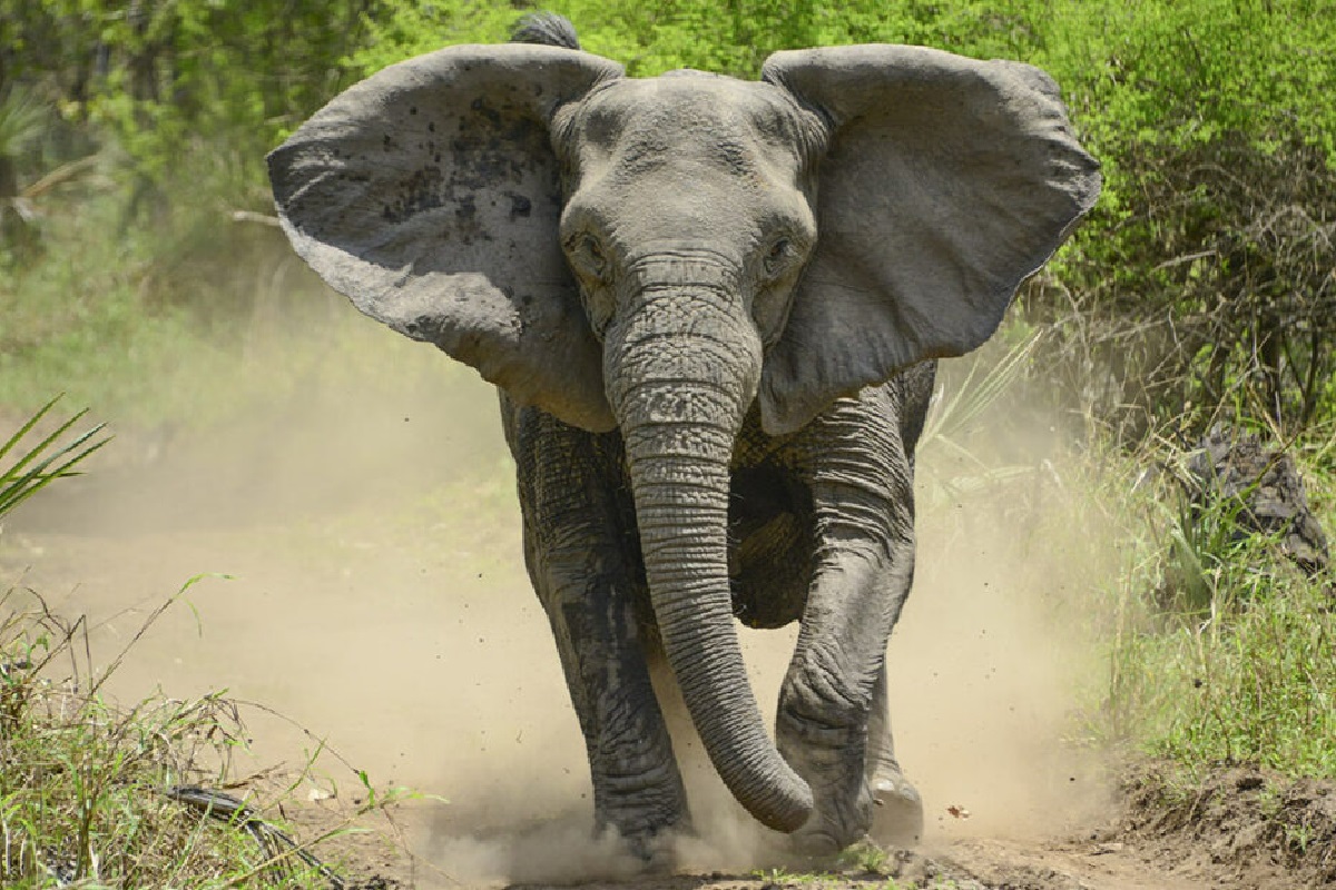 बिछड़ने के एक साल बाद 3500 किमी. से ज्यादा सफर तय कर अपने महावत के पास लौटा हाथी