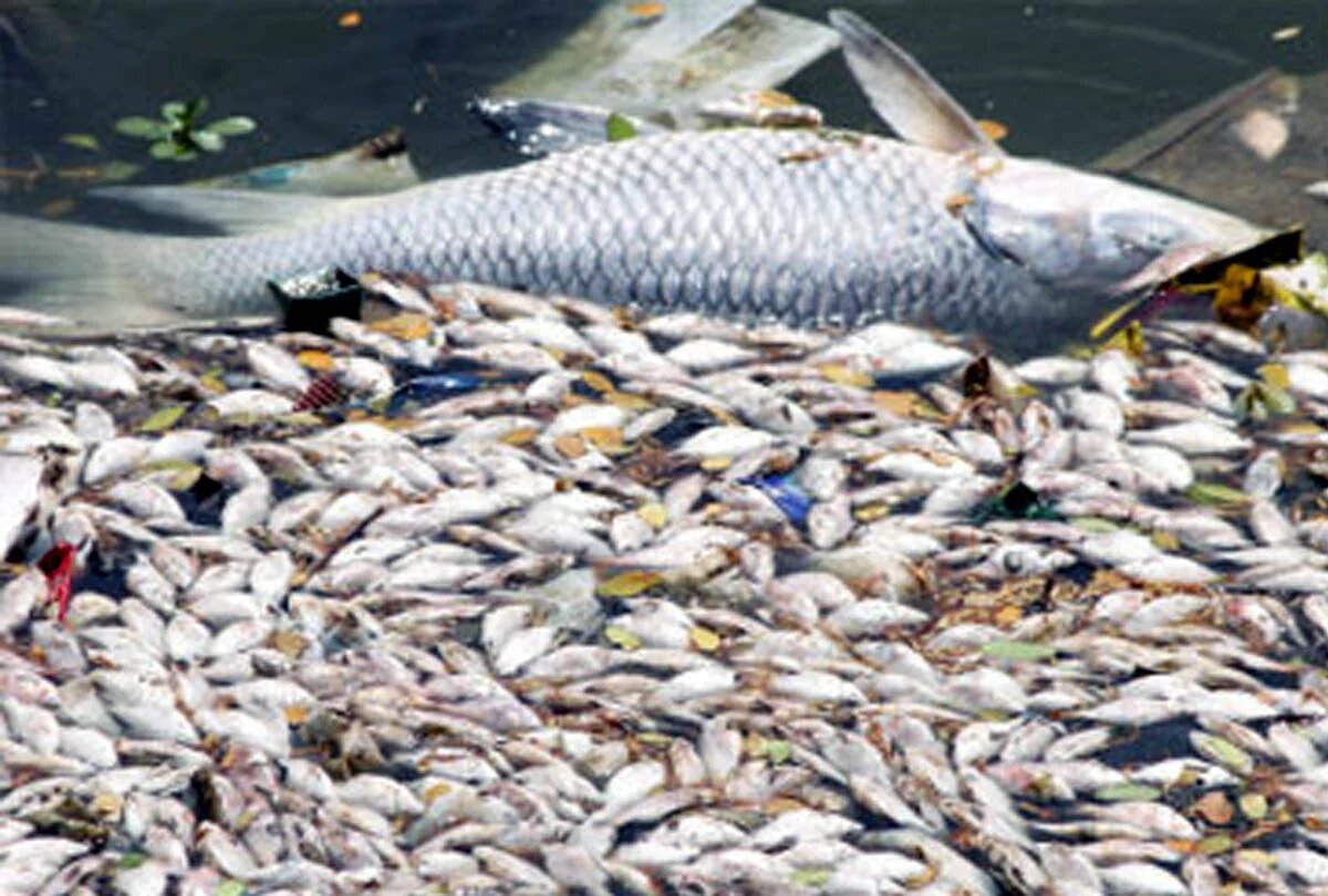 Fish Death in Etawah