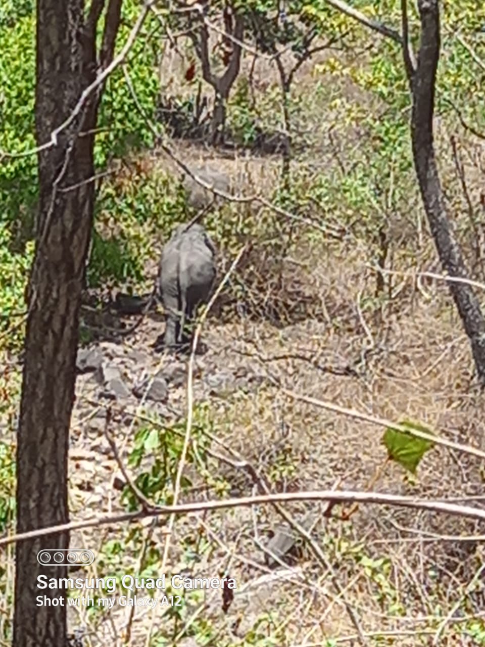 Here elephants took a U-turn by stepping towards Jaithari, now camped