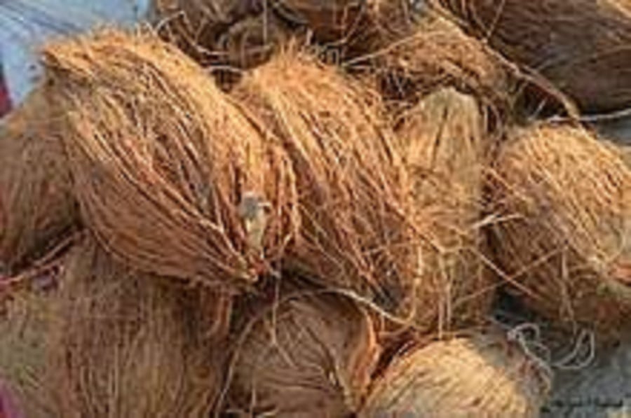 Coconut export in doldrums due to high freight rates