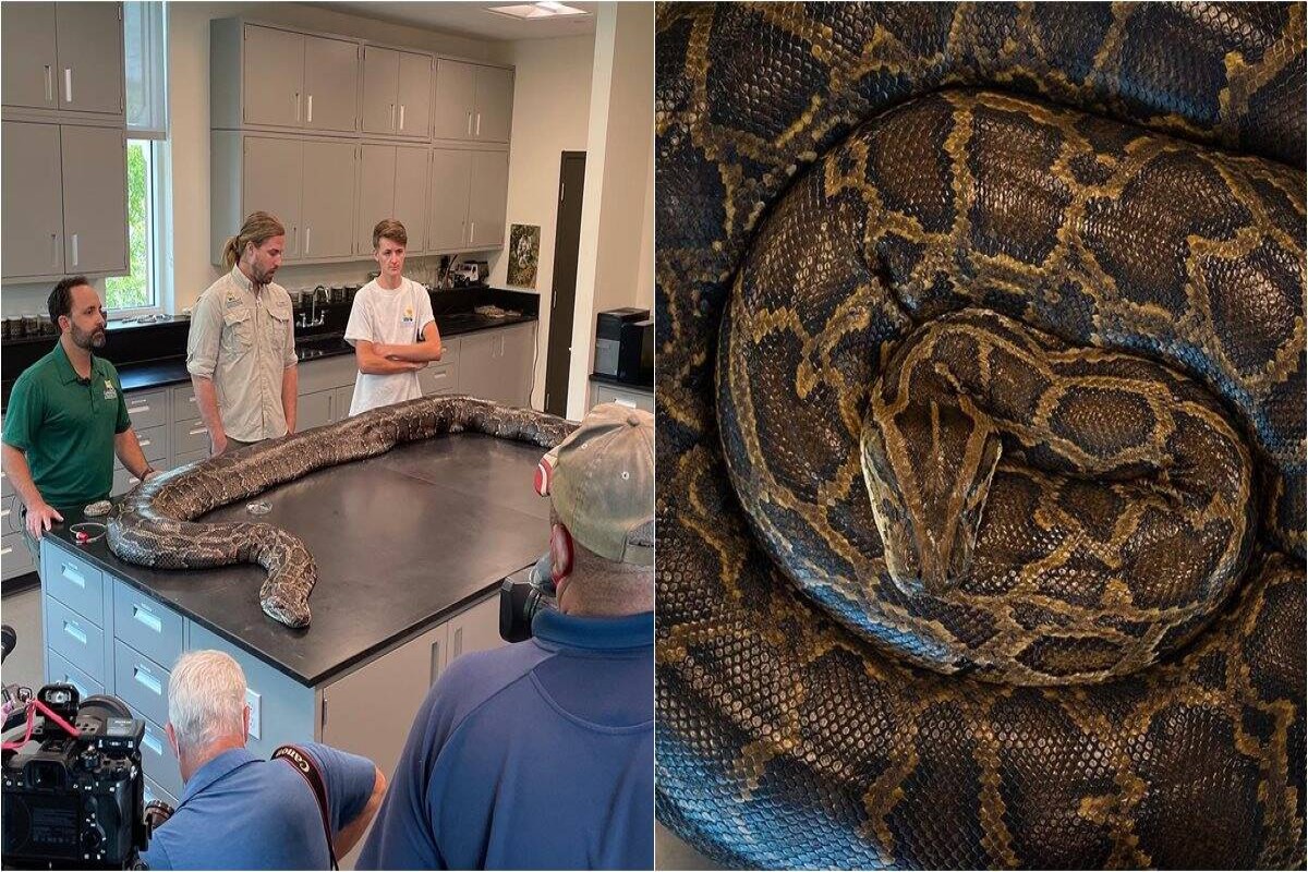 florida-biologists-capture-largest-burmese-python-ever-found.jpg