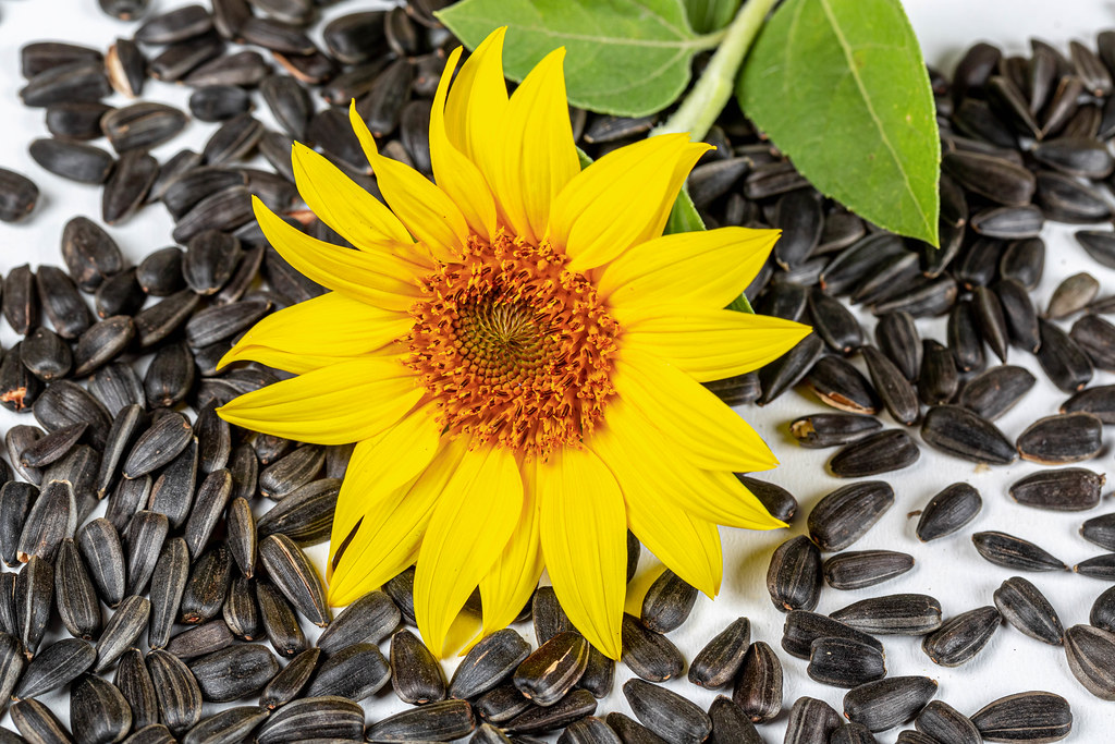 sunflower_seed.jpg