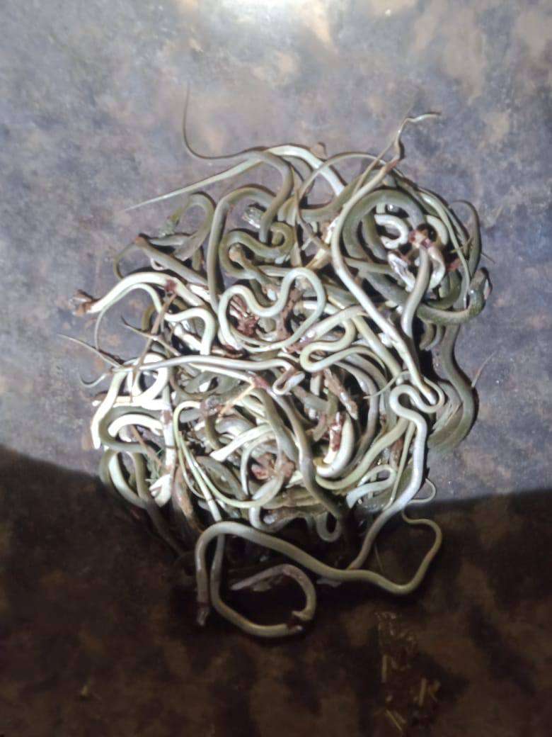 जयपुर में रात 8 बजते ही घर में आ जाते है 40-50 सांप, कमरे में दुबक जाता है परिवार