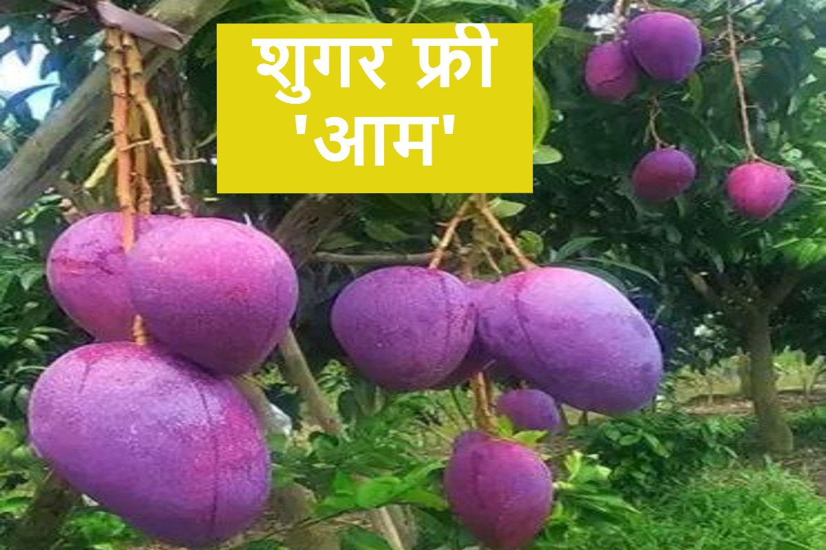 खूब सुर्खियां बंटोर रहा बिहार 'शुगर फ्री आम, 16 बार बदलता है रंग