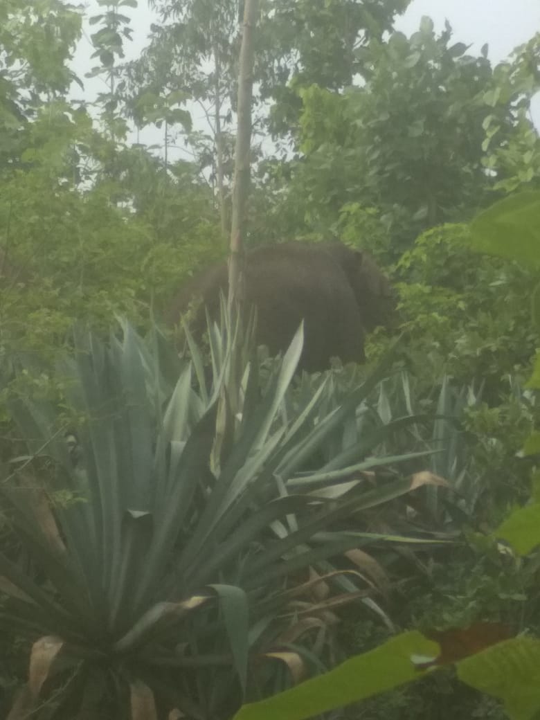 Video Story-यहां छत्तीसगढ़ को लौटे दोनों हाथी फिर अनूपपुर की सीमा लौटे, जैतहरी के जरेली जंगल में डाला डेरा