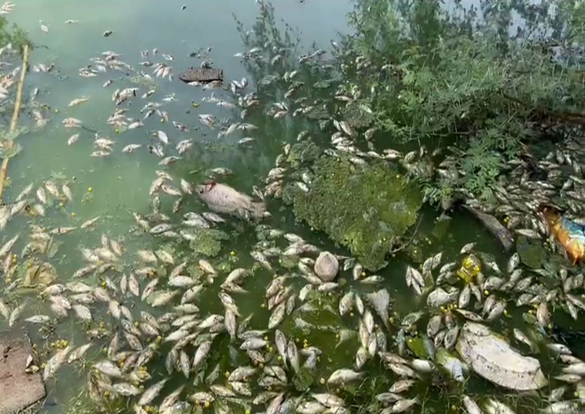 केमिकल युक्त पानी से तालाब में हजारों मछलियों की मौत!