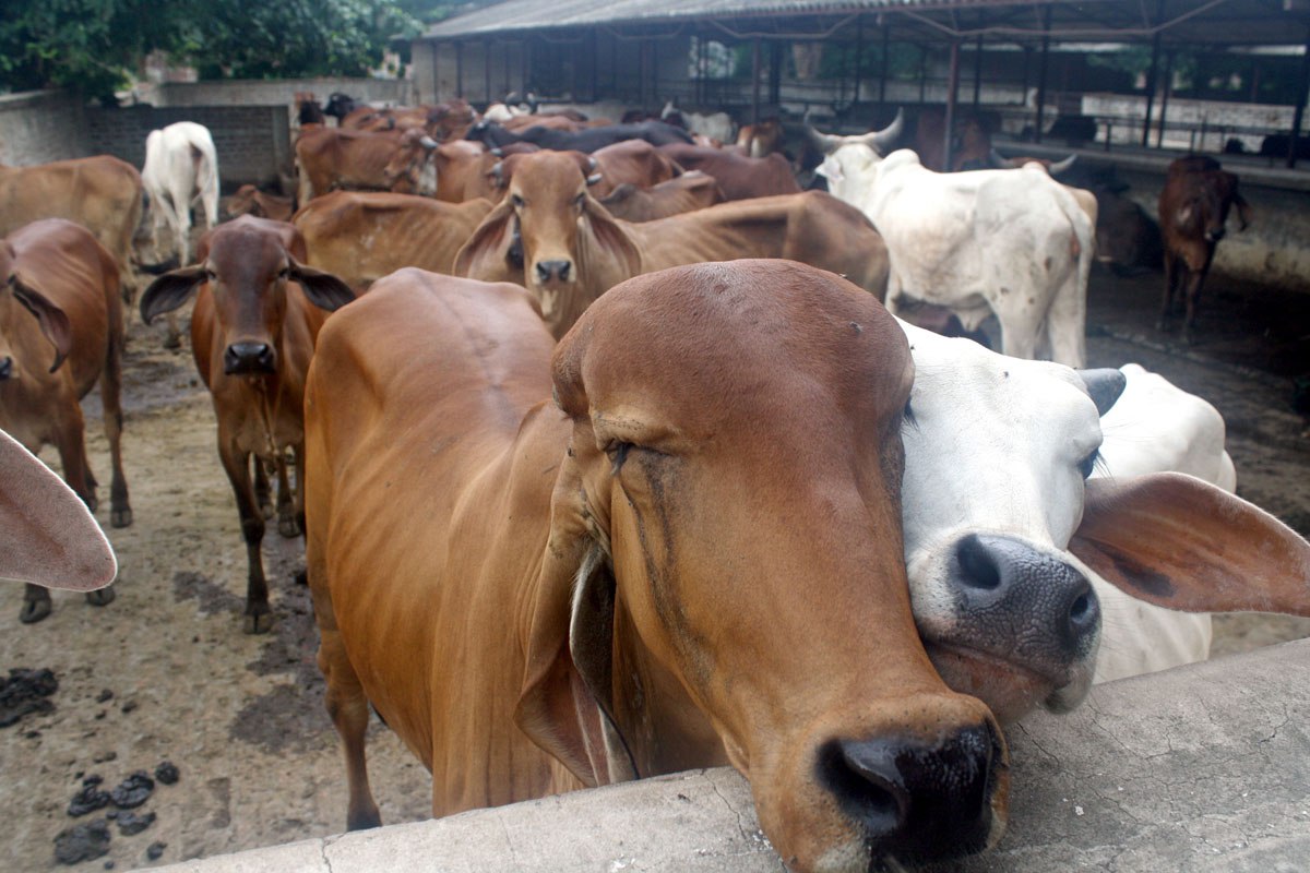 Expenses for 55 thousand cows but cowsheds are vacant
