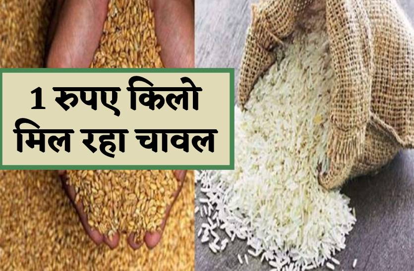 1 रुपए किलो मिल रहा चावल, गेहूं के लिए परेशान उपभोक्ता, बंपर उत्पादन के बाद आ रही दिक्कत