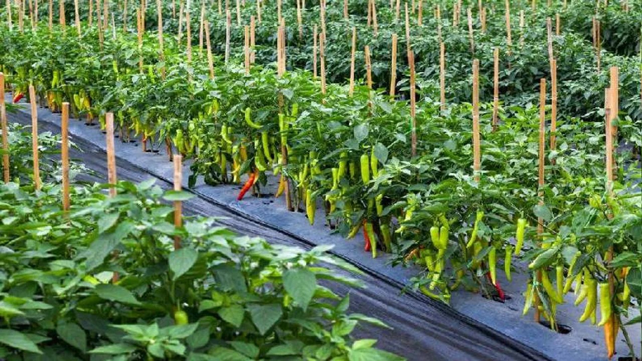 IIT Kanpur Technology will be grown UP-MP vegetables in Leh-Ladakh