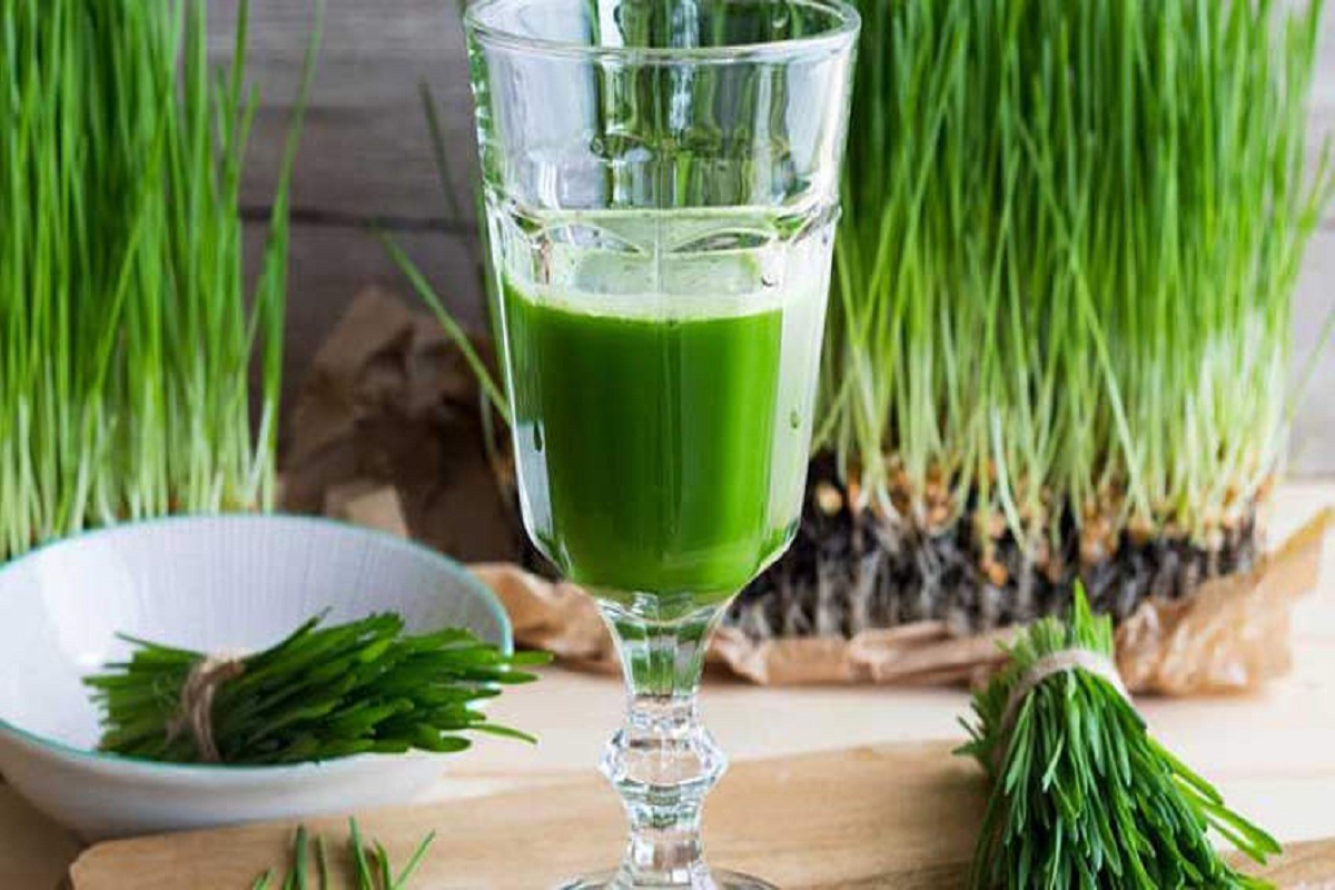 Wheatgrass Juice Benefits: व्हीटग्रास ग्रास जूस के है कमाल के फायदे, कई बीमारियों के लिए है रामबाण