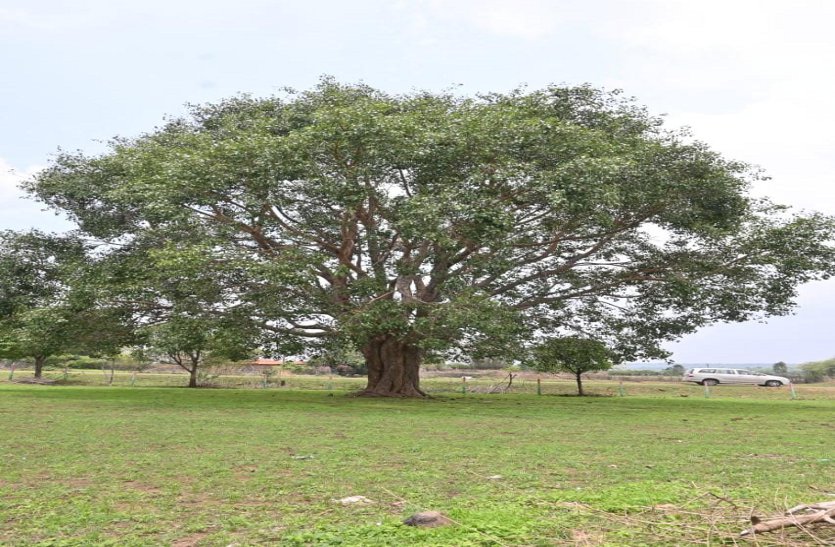 गांधी ने दिए थे तब एक छोटा सा पौधा था, अब 100 फीट का वट वृक्ष बन गया है
