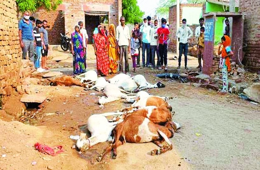 खेत में चरने गई 15 बकरियों की मौत, आठ लोग भी अचेत