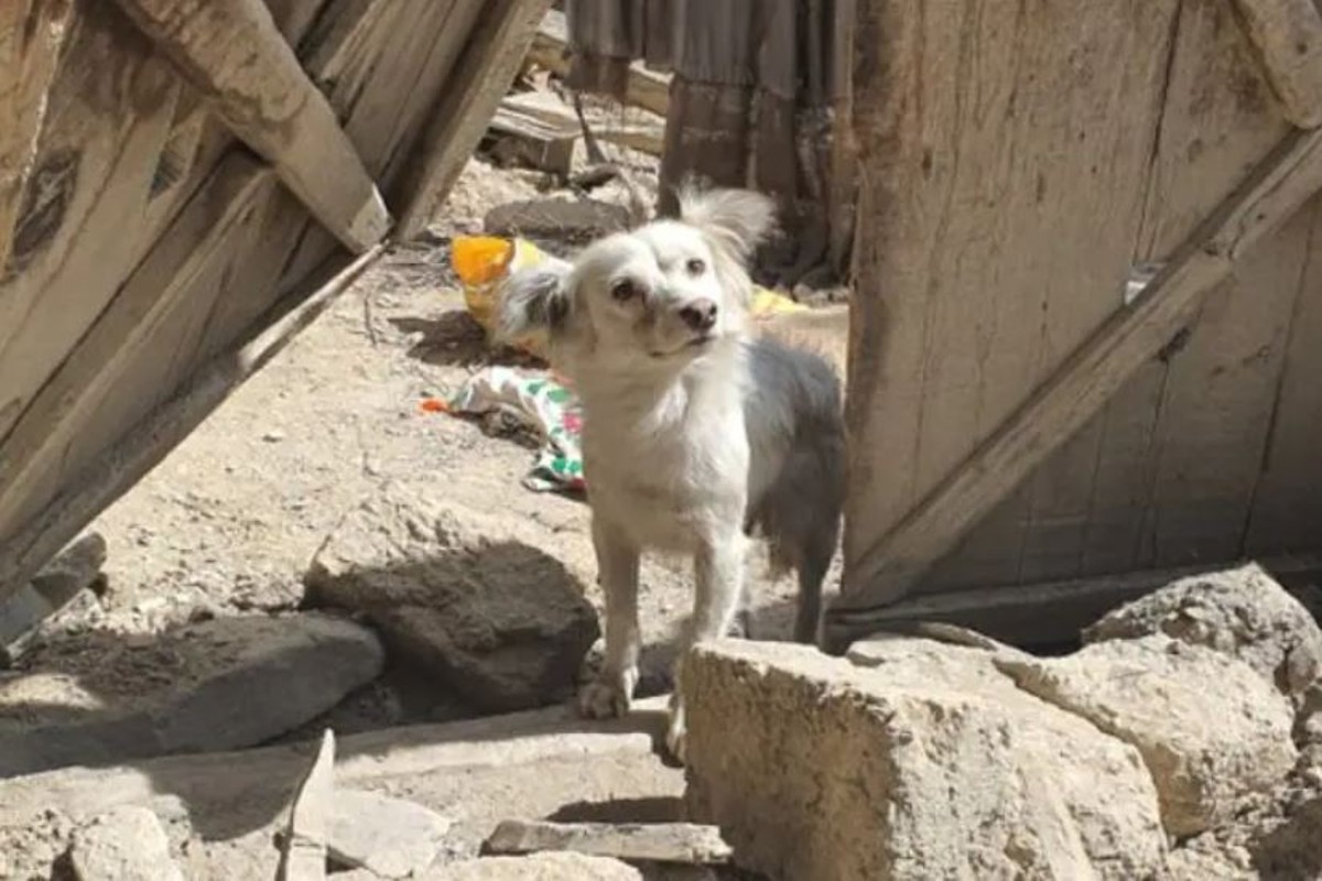 Pet Dog Searches For Loved Ones Who Lost Thier Lives In Afghanistan Earthquake 