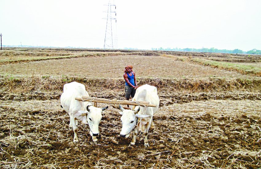 झमाझाम बारिश से बलौदाबाजार जिले में कृषि कार्यों में आई तेजी, खाद की पर्याप्त उपलब्धता से किसान बेफिक्र