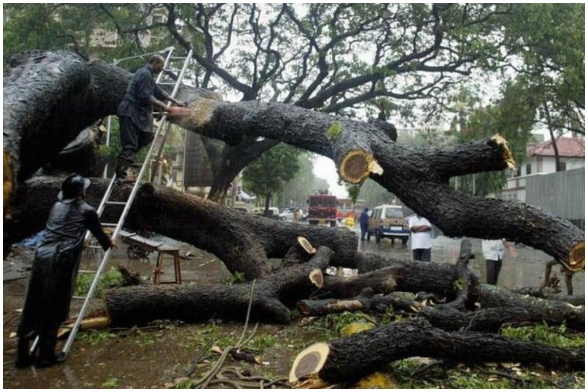 Mumbai: MSTA ने पास किए 8 बड़े प्रोजेक्ट्स, मुंबई में विकास के लिए काटे जाएंगे 1845 पेड़