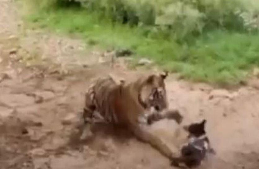 रणथम्भौर में बाघ बाघिन कर रहे श्वानों का शिकार, बाघों में बढ़ रहा बीमारी का खतरा