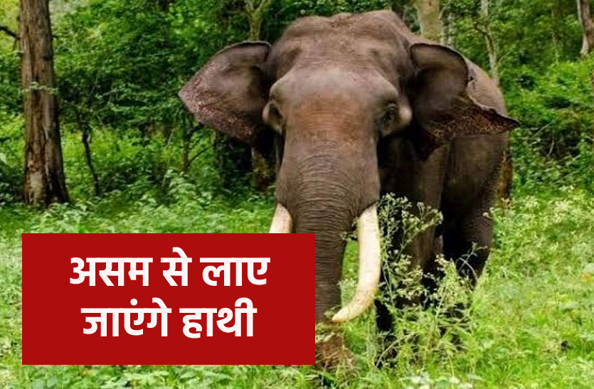 हाथी अब एमपी में भी, जानिए टाइगर रिजर्व और नेशनल पार्क में क्यों है 22 हाथियों की जरूरत