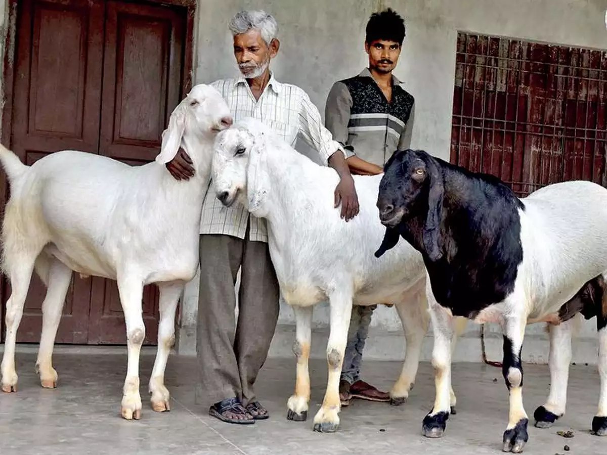 बकरीद पर कानपुर की गलियों में घूम-घूम कर बेचे जा रहे बकरे, जानिए बड़ी वजह