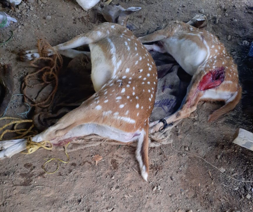 कुंवारपुर में आवारों कुत्तों ने दो चीतल को नोंचा, दो सप्ताह के भीतर तीन की मौत हुई