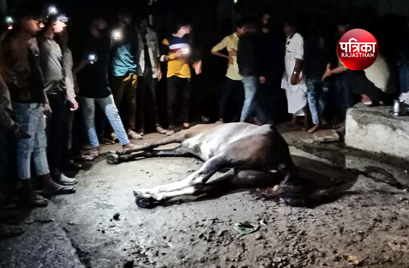 video: करंट से घोड़ी की मौत, तीन जने बाल-बाल बचे