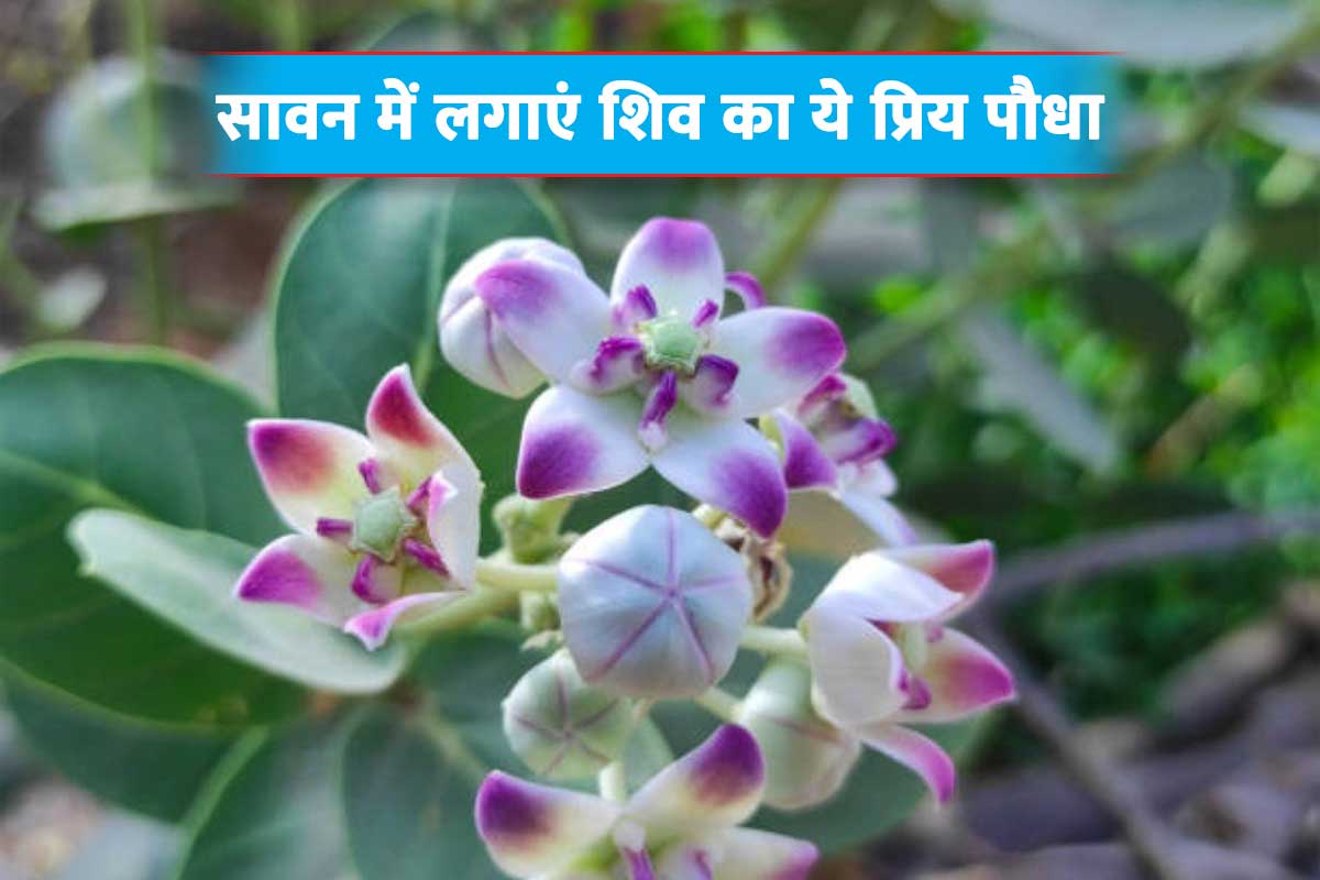 Sawan Month 2022: सावन में घर ले आएं भगवान शिव का ये प्रिय पौधा, मान्यता है हर मनोकामना होगी पूरी