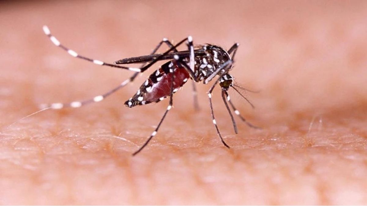 Home Remedies for Mosquitoes: क्या आपके घर में बढ़ गया है मच्छर का आतंक, तो इन घरेलू उपायों से भगाएं मच्छर