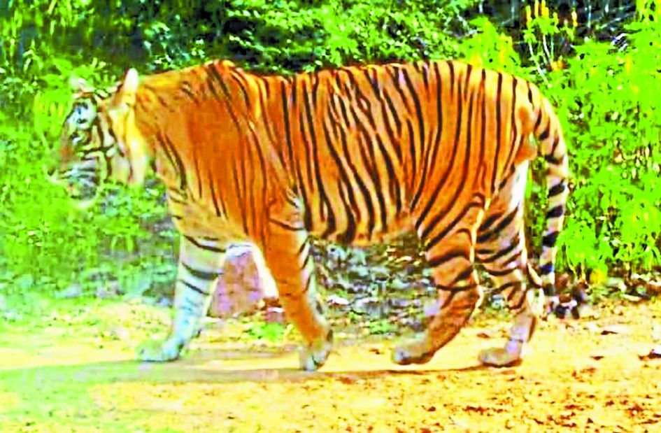 Ramgarh Vishdhari Tiger Reserve...तो एक पखवाड़े में रामगढ़ को मिल जाएगी बाघिन-video