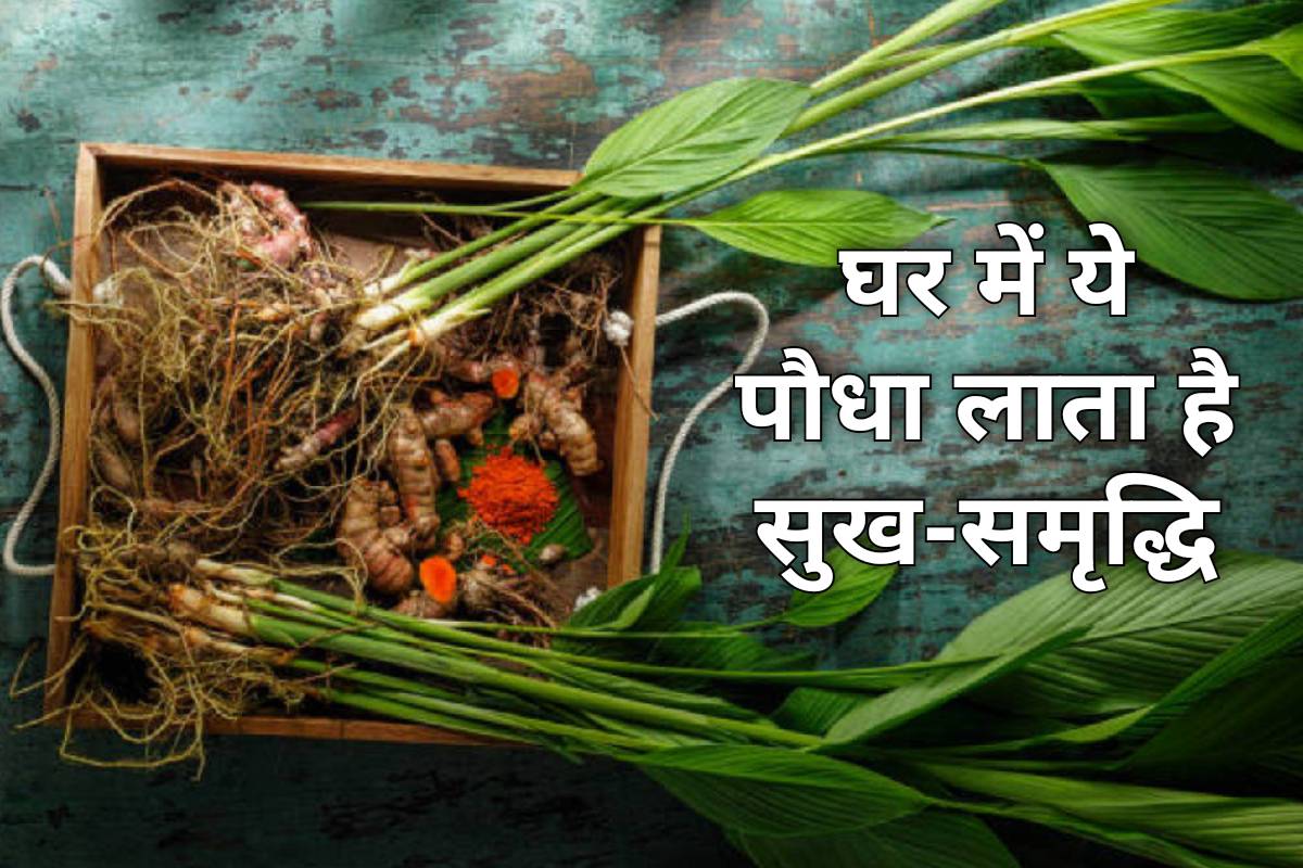 वास्तु: घर में ये पौधा लाता है सुख-समृद्धि, मां लक्ष्मी का सदा बना रहता है आशीर्वाद
