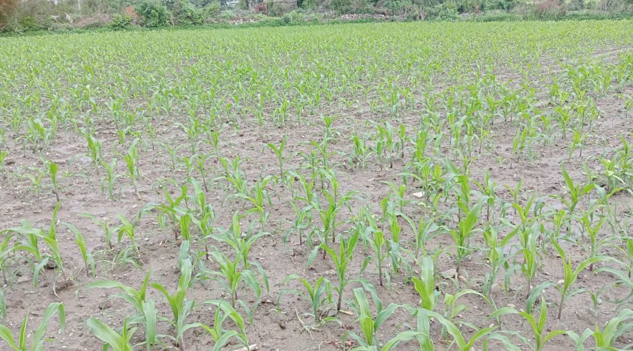 Excess rain: Maize production will be affected