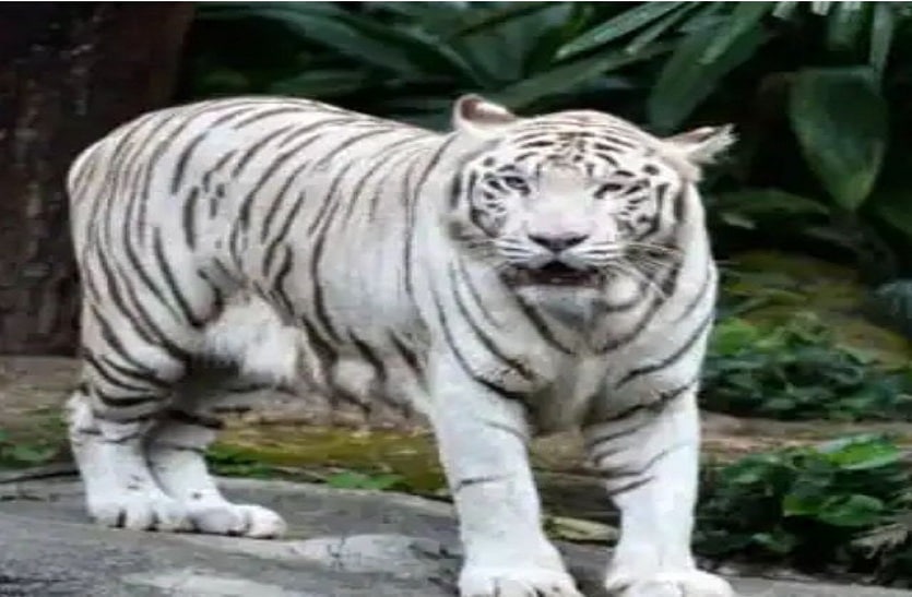 नहीं रहा चीनू