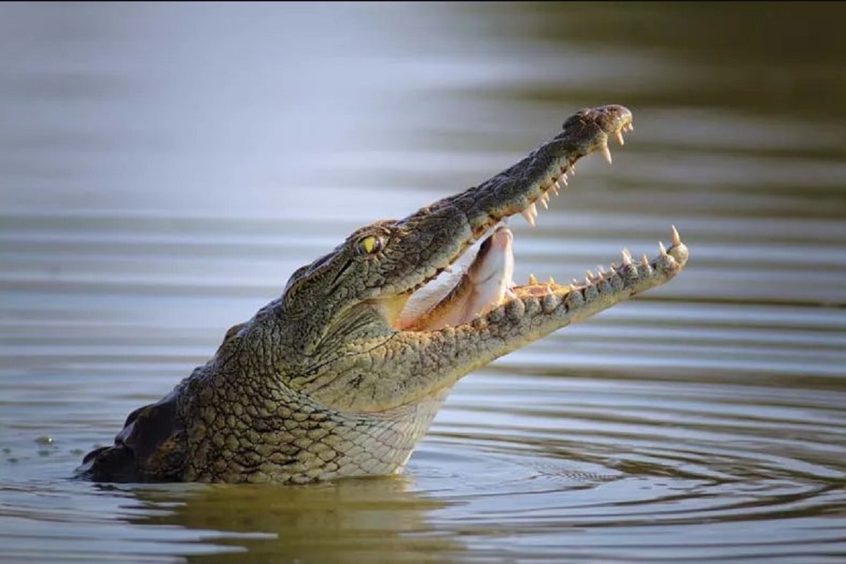 How long prey stay live in the stomach of a crocodile? (File Pice)