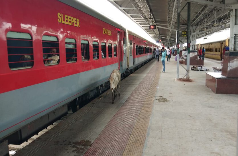 Speed of trains stopping stray cattle, Himsagar Express had to be stopped by applying emergency brake