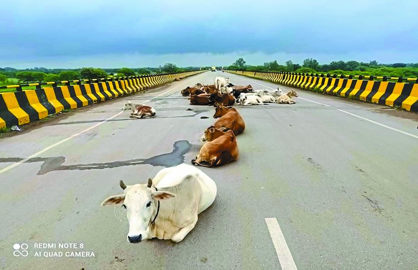 बलौदाबाजार सहित जिलेभर में रोका छेका अभियान का बुरा हाल, ट्रैफिक व्यवस्था चौपट