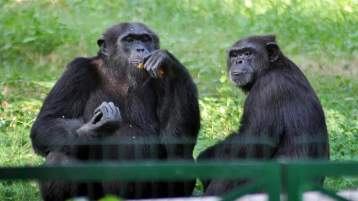 chimpanzee_death_lucknow_zoo.jpg