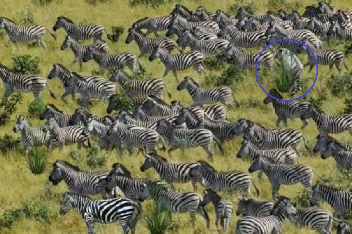 optical_illusion_tiger_find_in_herd_in_zebra.jpg