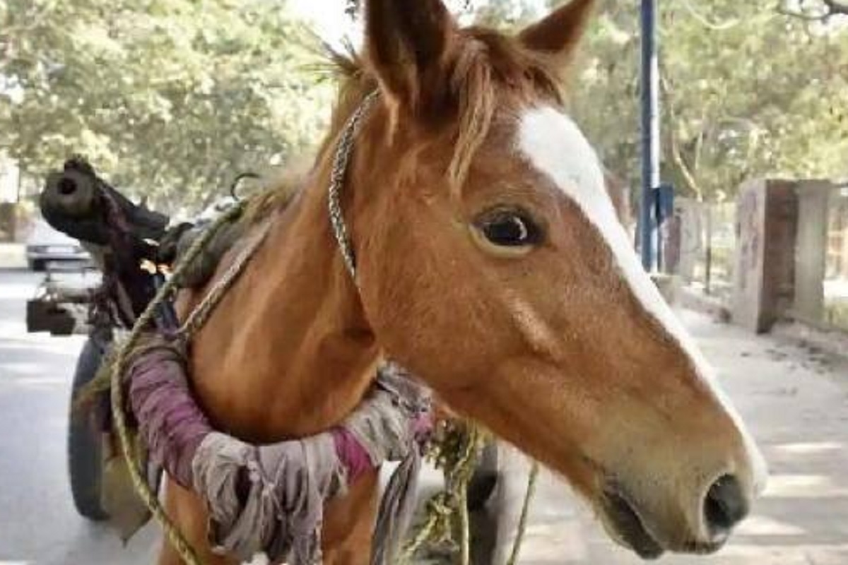 बाराबंकी में घोड़ाें और खच्चरों में मिला खतरनाक ग्‍लैंडर्स का वायरस