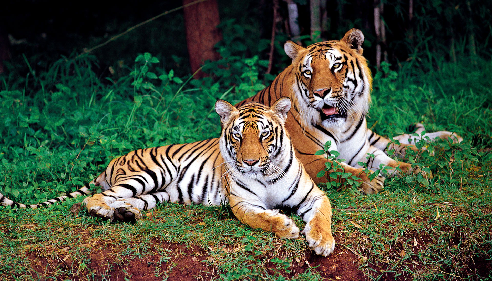 Rajasthan: सरिस्का से गायब हो रहे बाघ